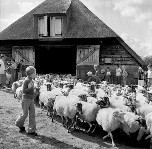 836639 Afbeelding van kinderen bij een schaapskooi met een kudde schapen.N.B. Waarschijnlijk foutief NS fotonummer.